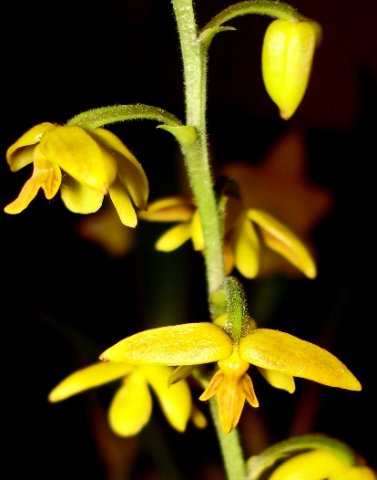 Polystachya pubescens inflorescence