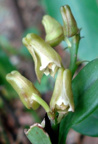 Polystachya transvaalensis