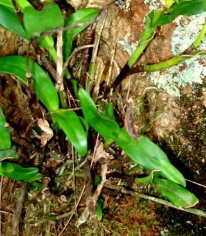 Polystachya transvaalensis leaves