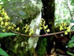 Polystachya mauritiana panicle