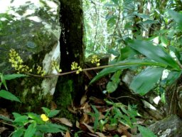 Polystachya mauritiana leaves