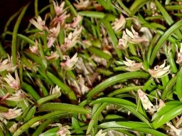 Polystachya ottoniana leaves
