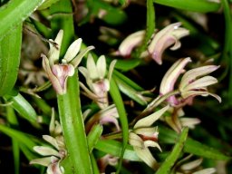 Polystachya ottoniana flowers