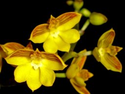 Polystachya pubescens flowers