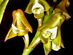 Polystachya transvaalensis flowers at night