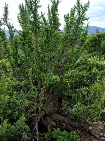 Portulacaria afra