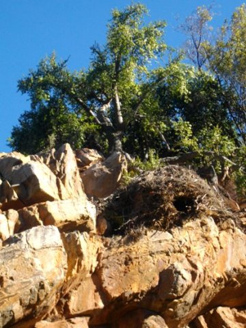 Portulacaria afra on a cliff