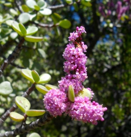 Portulacaria afra flowers