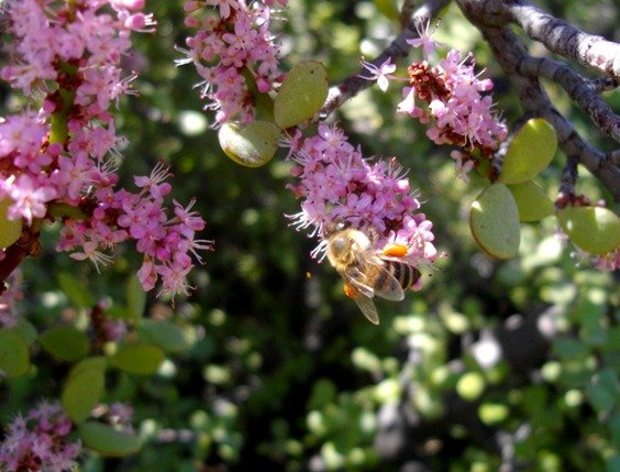 Portulacaria afra being pollinated