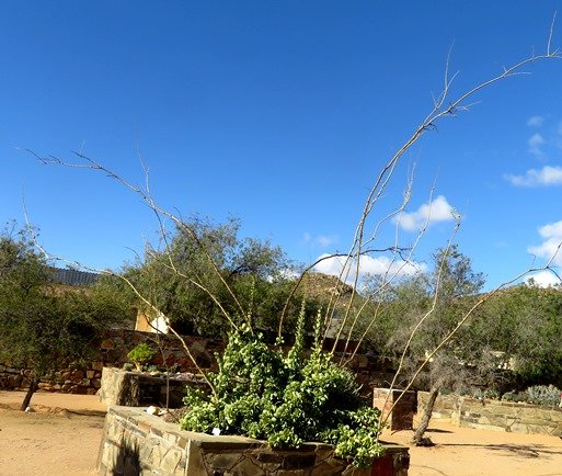 Portulacaria armiana