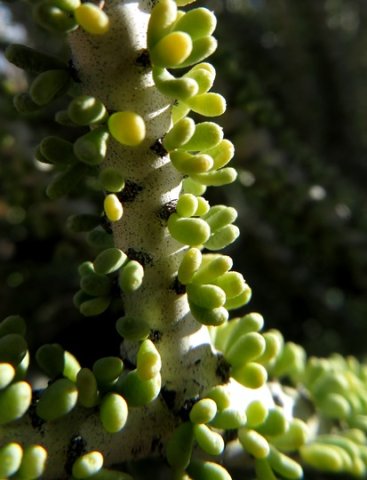 Portulacaria namaquensis or wolftoon leaves