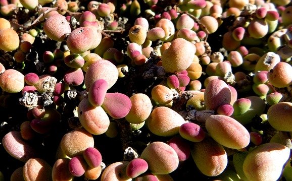 Portulacaria pygmaea
