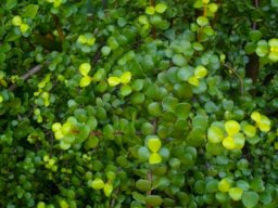 Portulacaria afra leaves