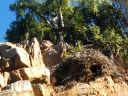 Portulacaria afra on a cliff