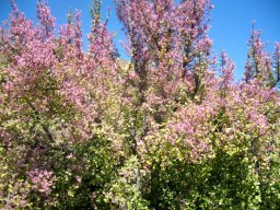 Portulacaria afra, a useful plant