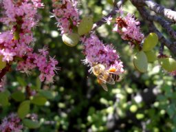 Portulacaria afra being pollinated