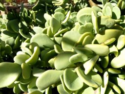 Portulacaria armiana leaves