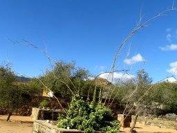 Portulacaria armiana