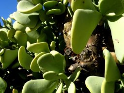 Portulacaria armiana caudex or lower stem 