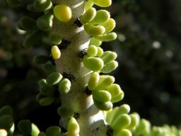 Portulacaria namaquensis or wolftoon leaves