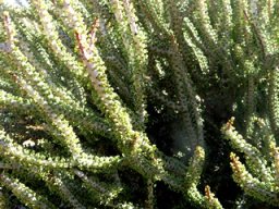 Portulacaria namaquensis