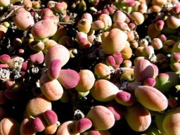 Portulacaria pygmaea