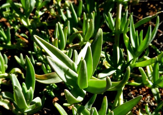 Prenia pallens stem-tip leaves