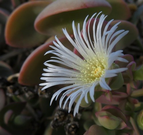 Prenia sladeniana flower