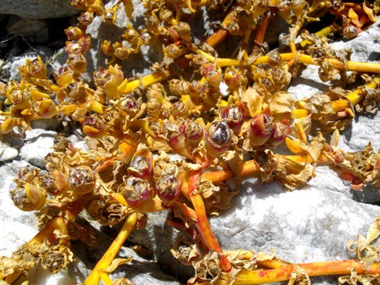 Prenia vanrensburgii near the end of its seasonal cycle