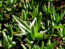 Prenia pallens stem-tip leaves