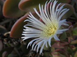 Prenia sladeniana flower