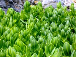 Prenia vanrensburgii in young leaves