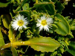 Prenia vanrensburgii eaten leaves