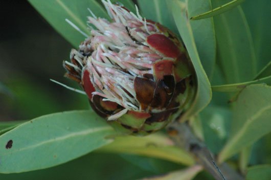 Protea caffra subsp. caffra flowerhead towards the end of its cycle