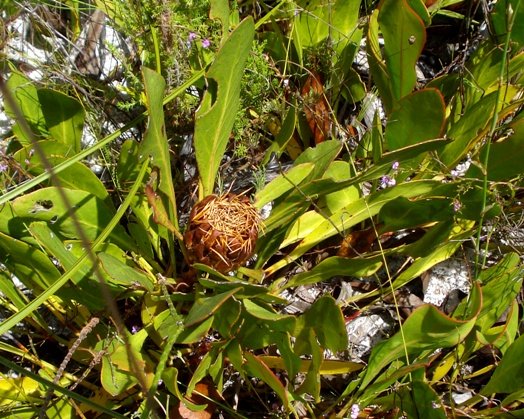 Protea acaulos leaves