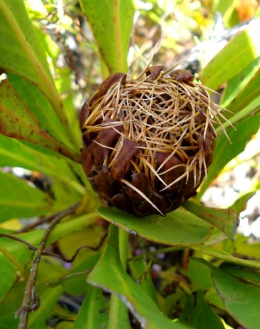 Protea acaulos old flowerhead