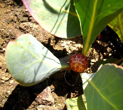 Protea acaulos bud of a capitulum
