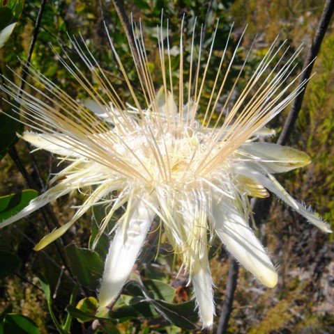 Protea aurea subsp. aurea styles like needles