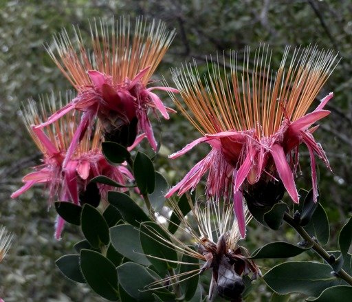 Protea aurea subsp. aurea dark pink