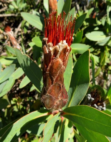 Protea aurea subsp. aurea old head closed again