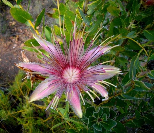 Protea aurea subsp. aurea young flowerhead