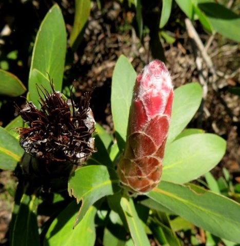 Protea aurea subsp. aurea young and old heads