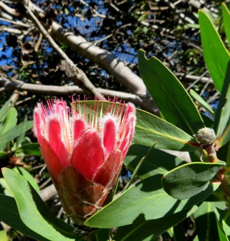 Protea aurea subsp. aurea young flowerhead