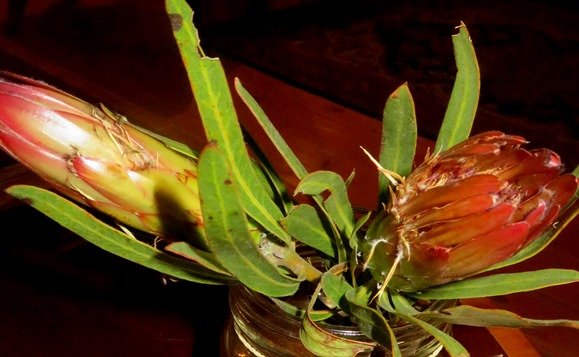 Protea burchellii