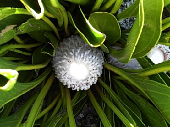 Protea cryophila