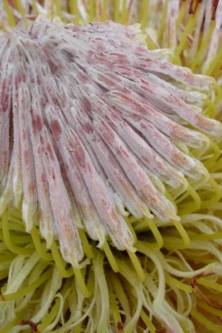 Protea cynaroides, how closely can one look?