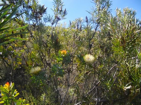 Protea dominated fynbos