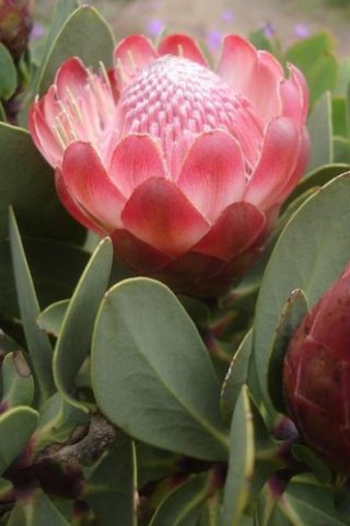 Protea dracomontana
