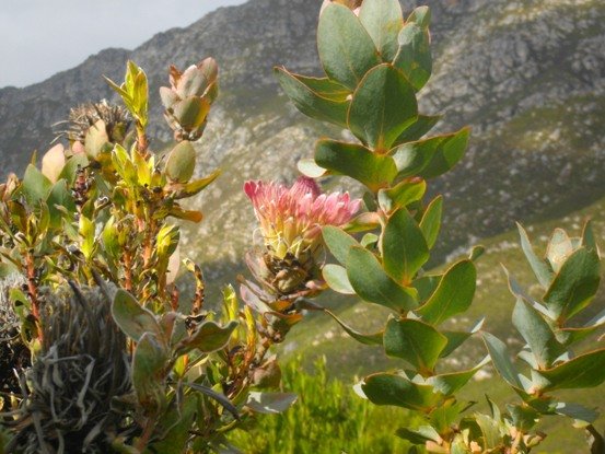 Protea eximia