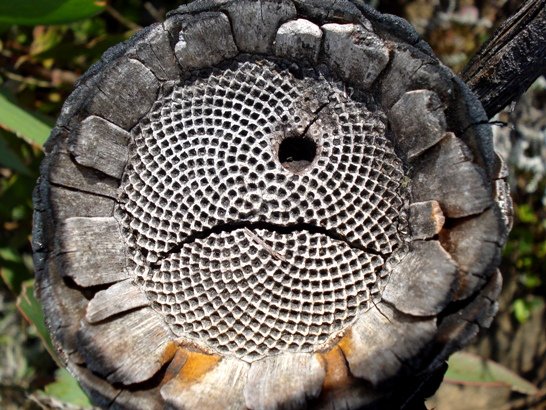 Protea cynaroides, the mathematician